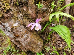 Pleione formosana