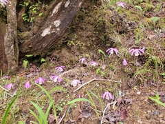 Pleione formosana
