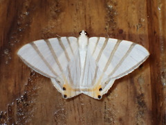 Opisthoxia metargyria