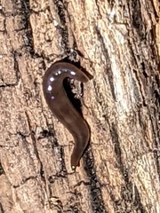 Microplana terrestris