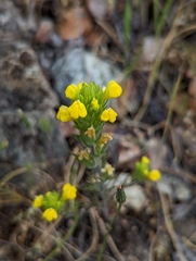 Castilleja lacera