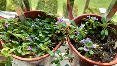 Ajuga pygmaea
