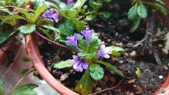 Ajuga pygmaea
