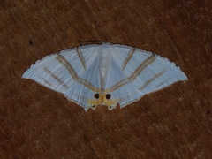 Epiplema albipennaria