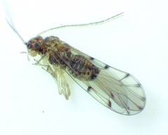 Ectopsocus californicus