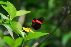 Heliconius melpomene