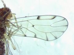 Ectopsocus californicus