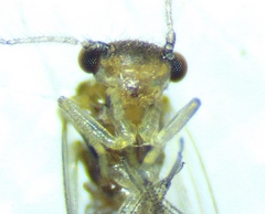 Ectopsocus californicus