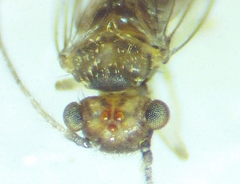 Ectopsocus californicus