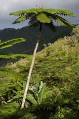 Sphaeropteris intermedia