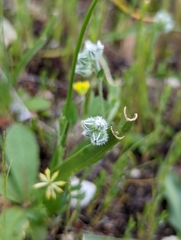 Plagiobothrys tenellus