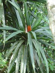 Pandanaceae