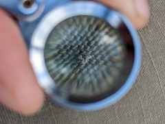 Plagiobothrys tenellus