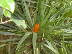 Pandanaceae