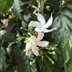 Apocynaceae