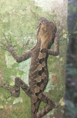 Enyalius