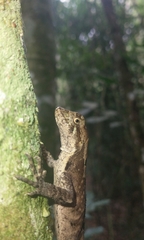 Enyalius