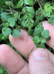 Australina pusilla pusilla