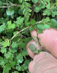 Australina pusilla pusilla