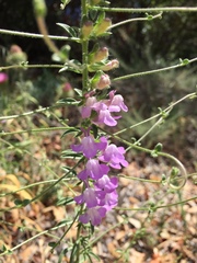 Sairocarpus vexillocalyculatus vexillocalyculatus