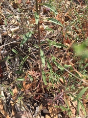 Sairocarpus vexillocalyculatus vexillocalyculatus