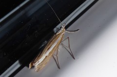 Orocrambus vittellus