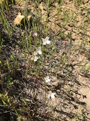 Clarkia epilobioides