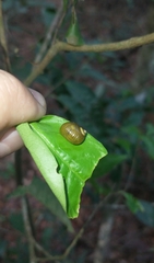 Simpulopsis