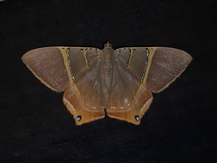 Phrygionis polita