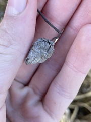 Rabdophaga salicisgnaphalioides