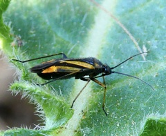 Plagiognathus moerens