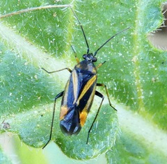 Plagiognathus moerens