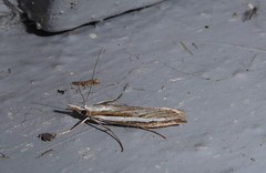 Orocrambus vittellus