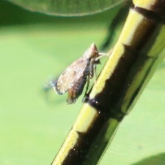 Errastunus ocellaris