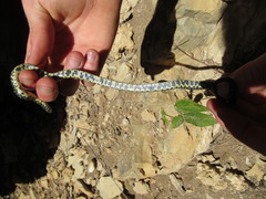 Lampropeltis nigra