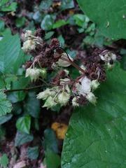 Trachystemon orientalis