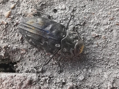 Chrysobothris tranquebarica