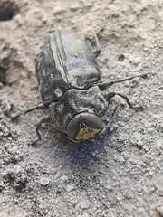 Chrysobothris tranquebarica