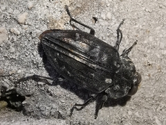 Chrysobothris tranquebarica