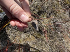 Rabdophaga salicisgnaphalioides