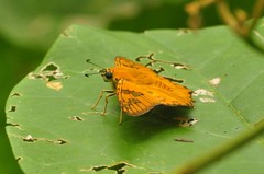 Myscelus amystis