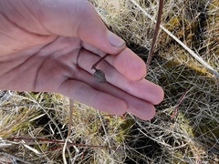 Rabdophaga salicisgnaphalioides