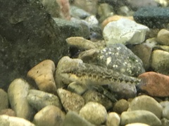 Etheostoma caeruleum