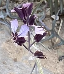 Streptanthus cutleri