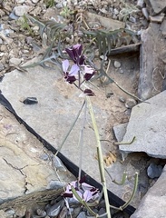 Streptanthus cutleri