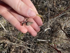 Rabdophaga salicisgnaphalioides