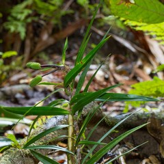 Freycinetia schlechteri