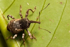Anomocerus coquereli