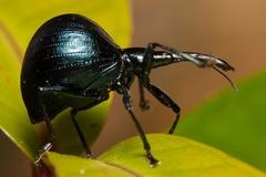 Pterapion kanalae