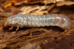Aulacocyclus